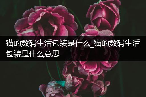 猫的数码生活包装是什么_猫的数码生活包装是什么意思